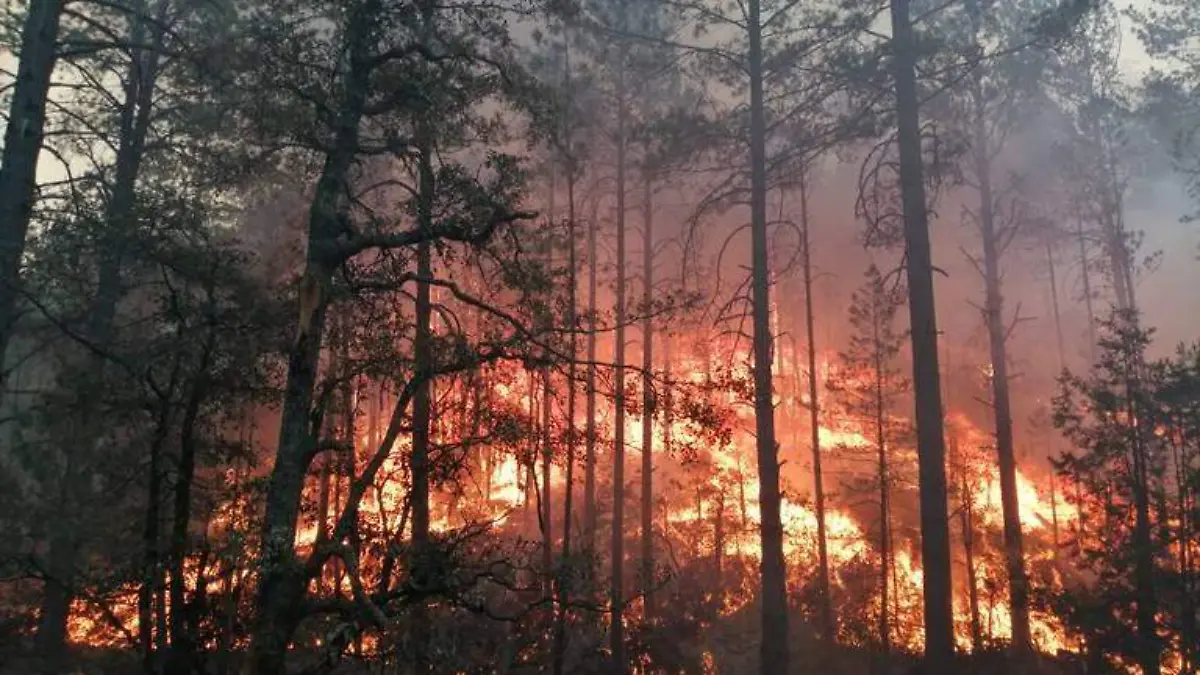 Conafor y cuadrillas combaten incendio forestal en Canatlán